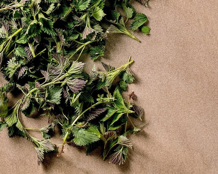 Nettle Tea For Breastfeeding & Postpartum Support